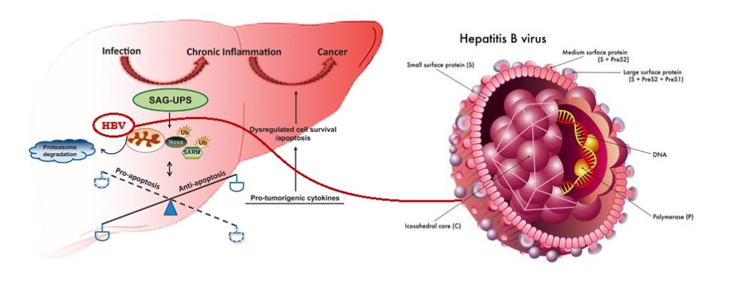 Hepatitis B : Sign & Symptoms, Transmission, Risk factors, Diagnosis, Complication, Treatment and Prevention 4.7 (3451)