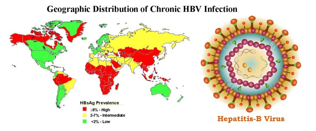 most common vector of hepatitis a transmission