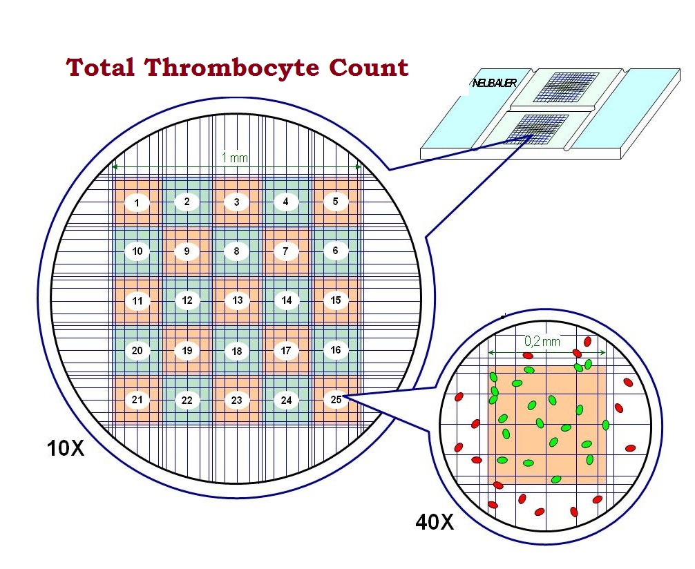 Total Thrombocyte Count by Haemocytometer 4.7 (2241)