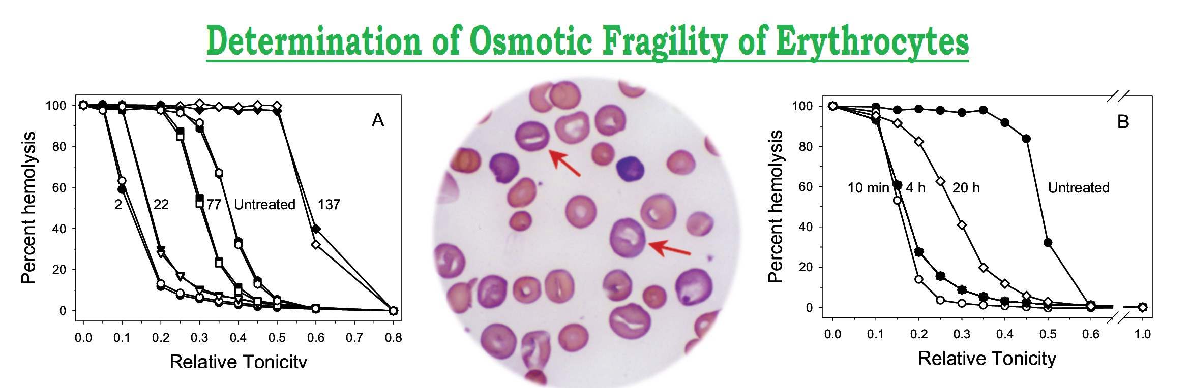 Osmotic Fragility of Erythrocytes 4.8 (2797)