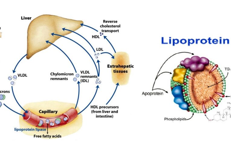 Lipid Profile Analysis 4.9 (59)